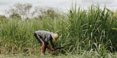 Gajenje šećerne trske