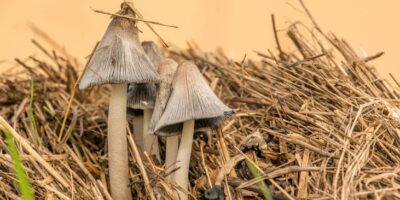 Sakupljanje šumskih plodova