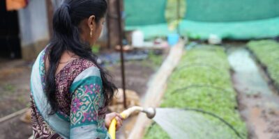 Gajenje višegodišnjih biljaka