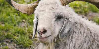 Uzgoj ostalih životinja