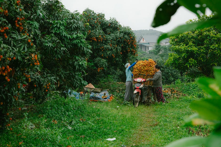 Gajenje ostalog drvenastog, žbunastog i jezgrastog voća