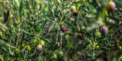 Gajenje uljnih plodova