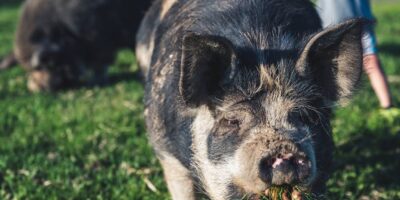 Proizvodnja gotove hrane za domaće životinje