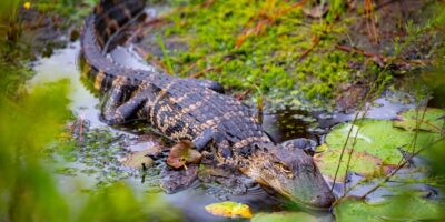 Eksploatacija treseta